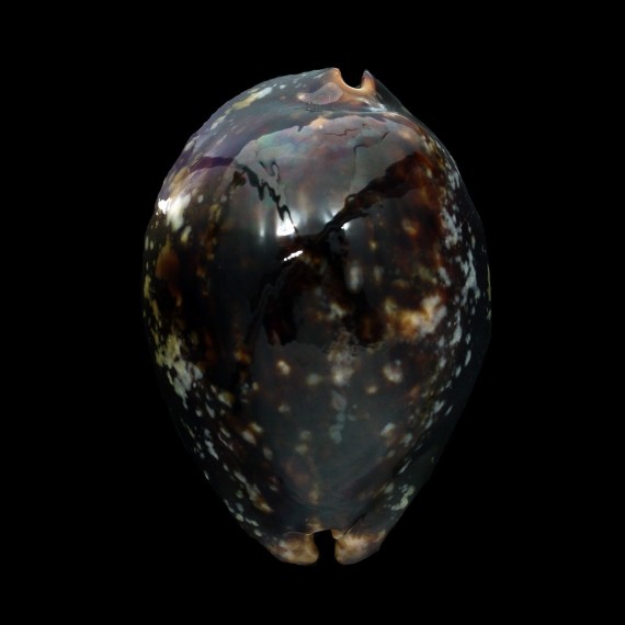 mauritiana 64,4mm