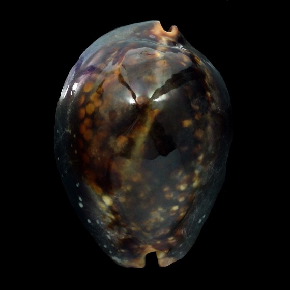 mauritiana 62,8mm