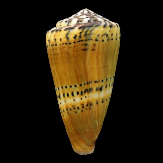 mustelinus 90,1mm BIG