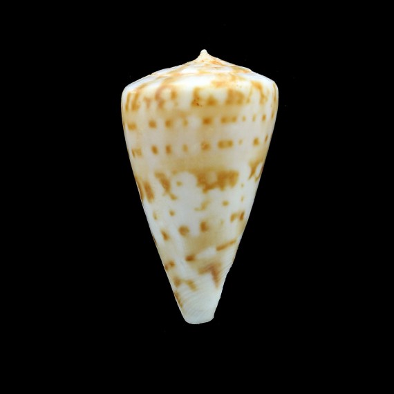 angasi 39,4mm