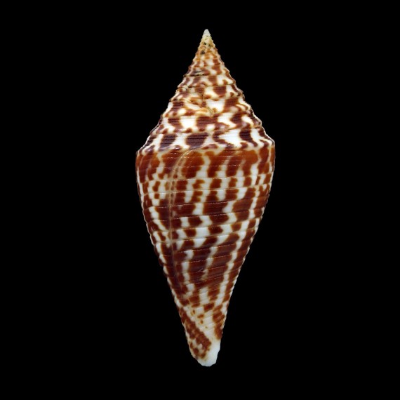 praecellens 48,0mm DARK