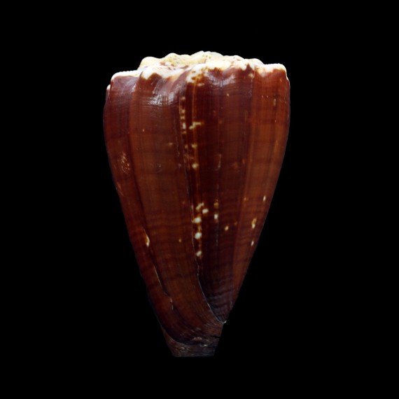 brunneus 56,0mm