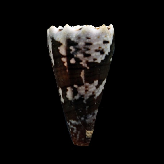 fuscatus 28,4mm EUROPA ISLAND