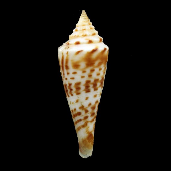 ichinoseana 49,4mm