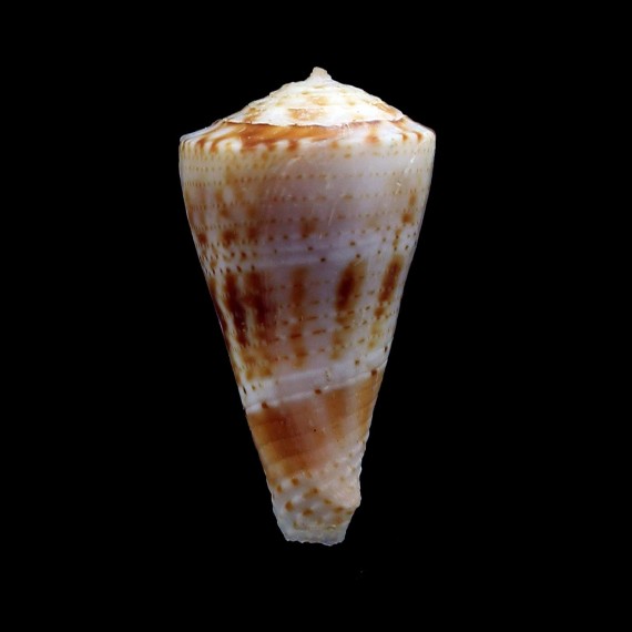 otohimae 27,0mm