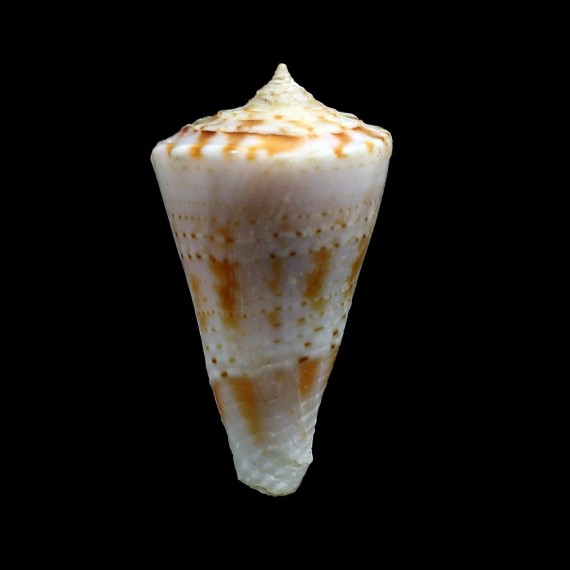 otohimeae 30,7mm