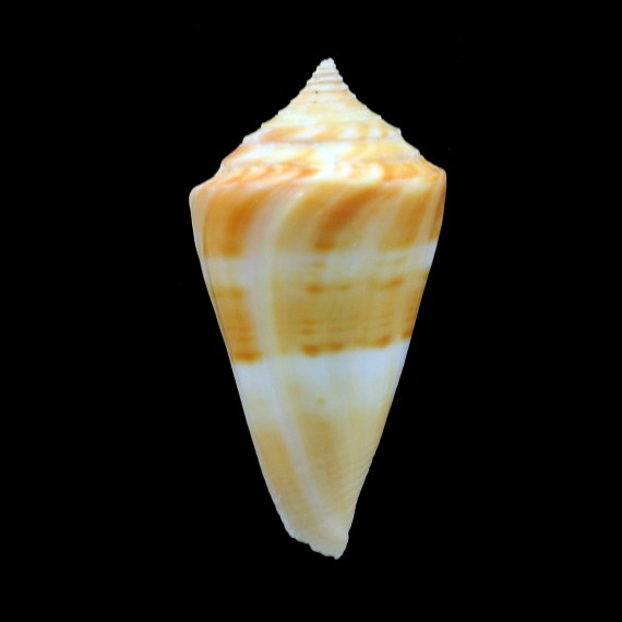 stimpsoni 43,7mm
