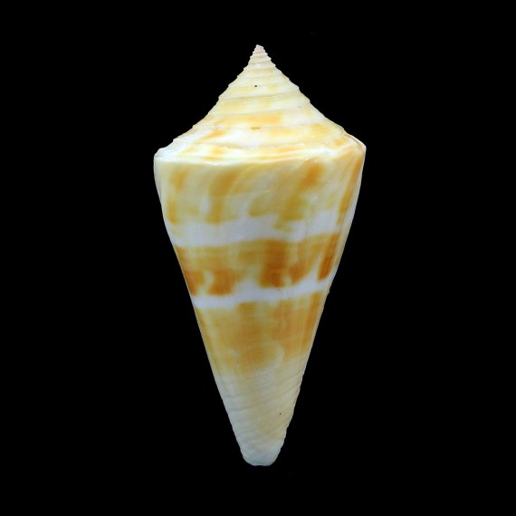 stimpsoni 45,0mm
