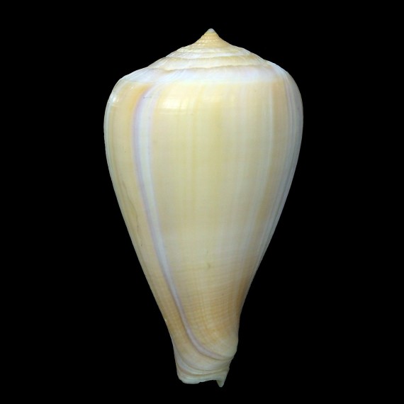 patricius 76,8mm