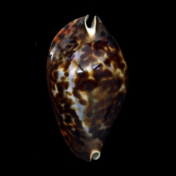 friendii friendii 83,4mm