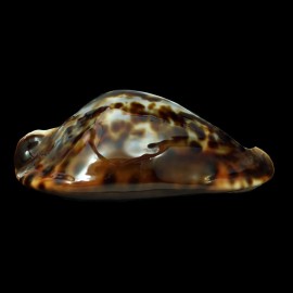 friendii friendii 83,4mm