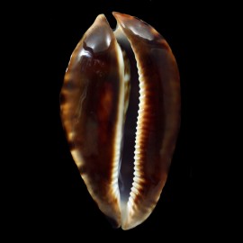 friendii friendii 83,4mm