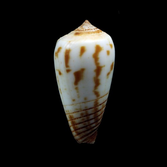 rokokorum 35,3mm BIG