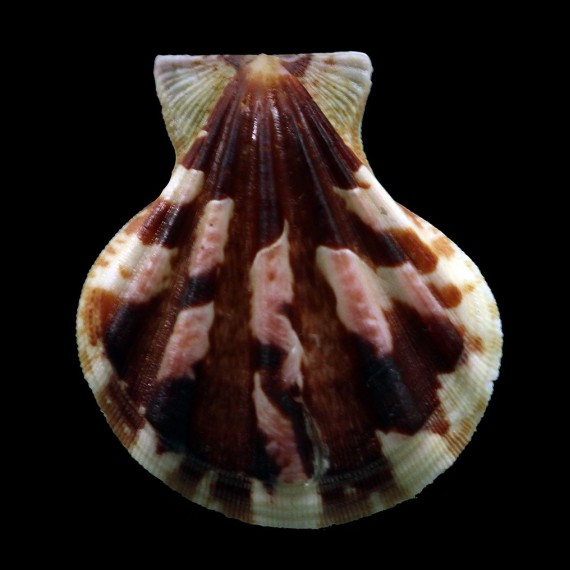 plica 43,0mm DARK