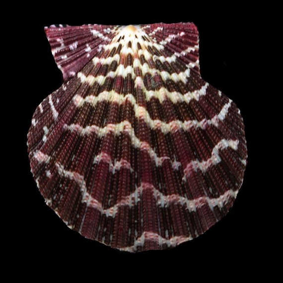 pallium 77,4mm SUPERB