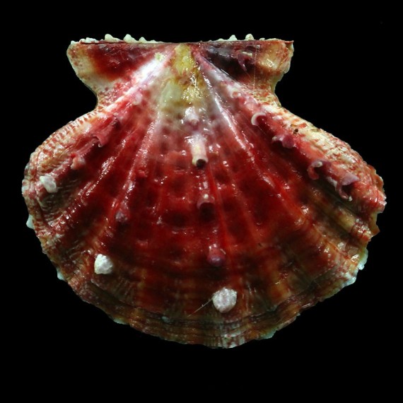 mirificus 46,0mm