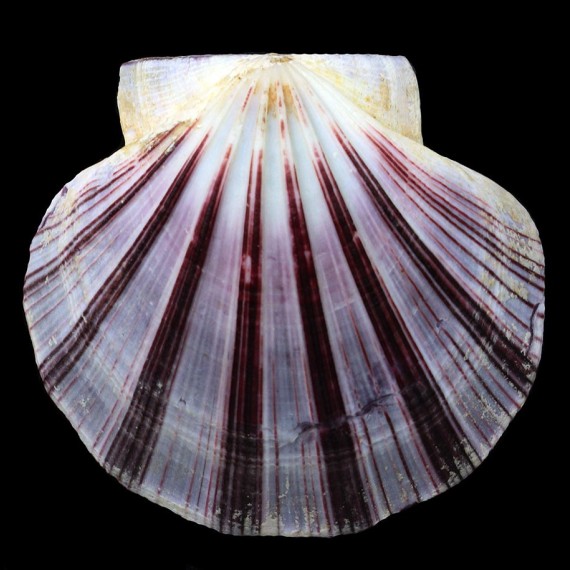 bifrons 91,5mm GIANT