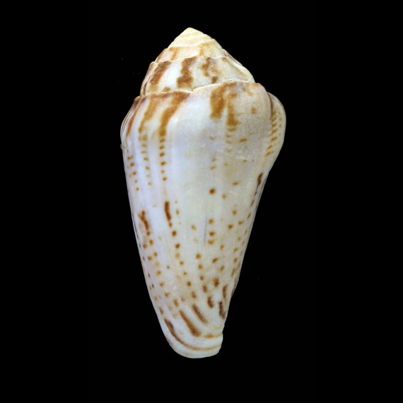mozambicus 64,2mm BIG