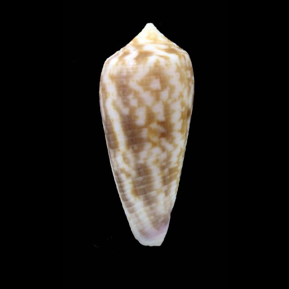 oishii 35,1mm
