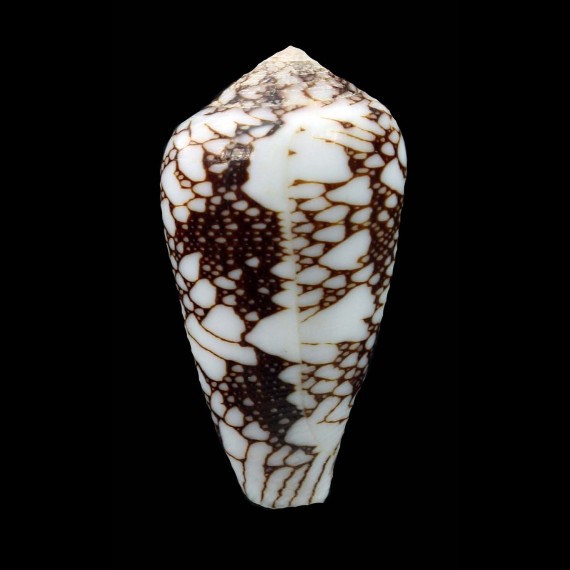 pennaceus marmoricolor 45,8mm