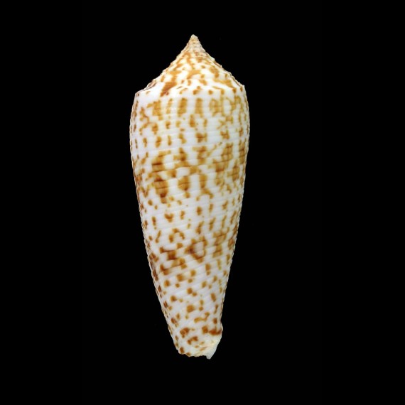 laterculatus 53,0mm