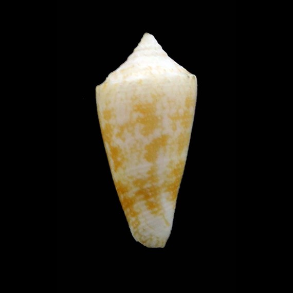 harlandi 19,6mm