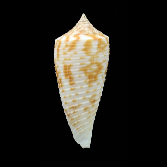 sogodensis 38,6mm UNCOMON