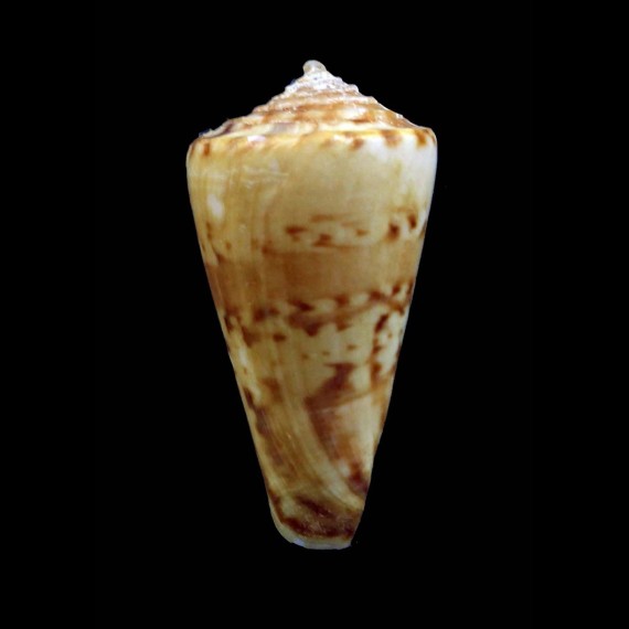 pictus transkeiensis 31,2mm