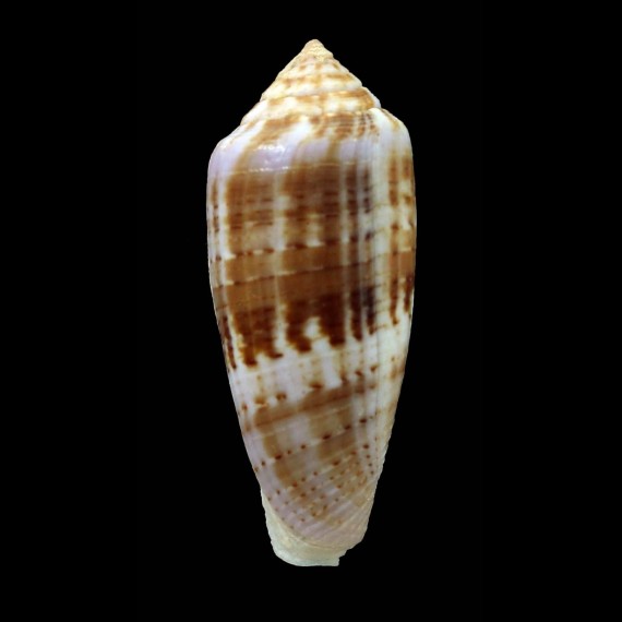 austroviola 44,1mm