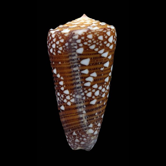 nobilis skinneri 48,1mm