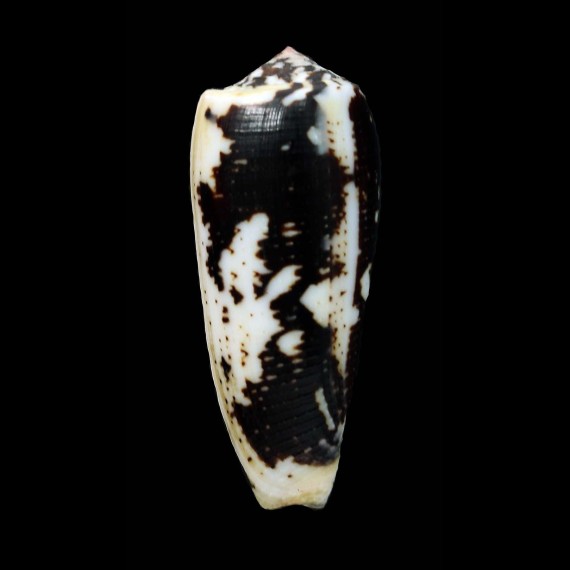 epistonium 57,8mm SUPERB