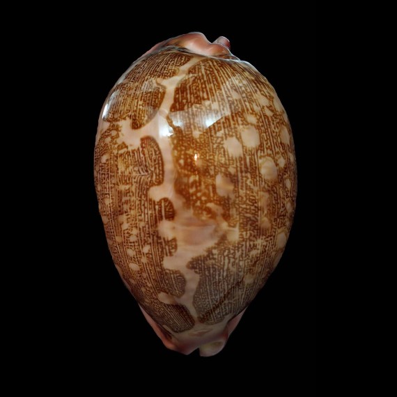 mappa panerythra 80,3mm