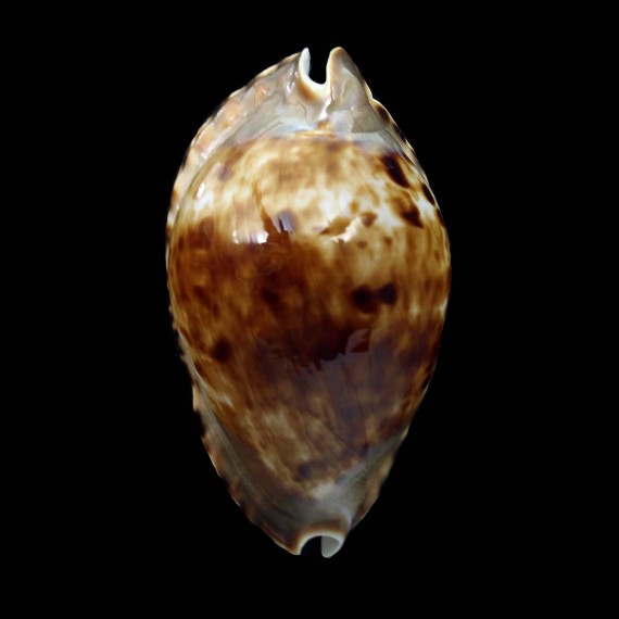 marginata consueta 61,0mm DARK