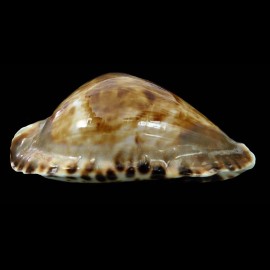 marginata consueta 61,0mm DARK