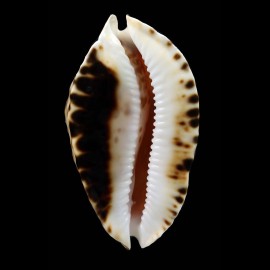 marginata consueta 61,0mm DARK