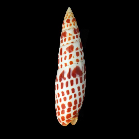 mitra 139,0mm BIG