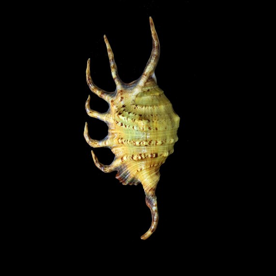 crocata 133,8mm