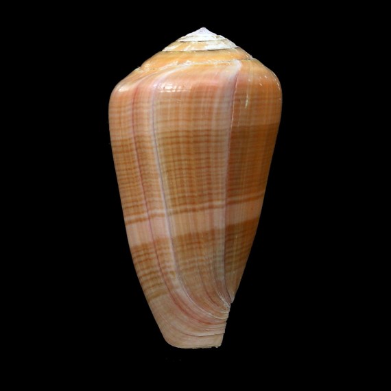 lohri 48,2mm