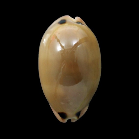 pulchra 45,5mm