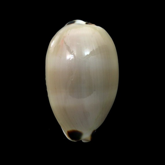 pulchra sinaiensis 53,8mm