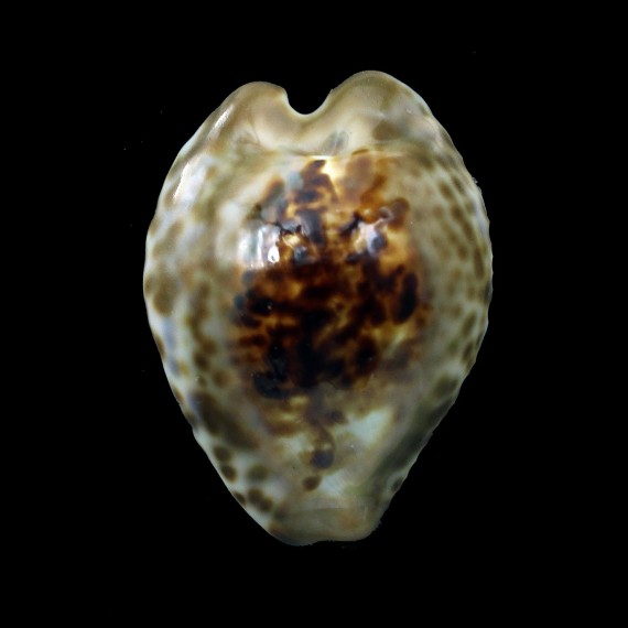 teulerei 45,4mm