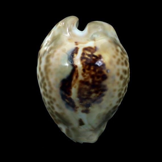teulerei 54,0mm