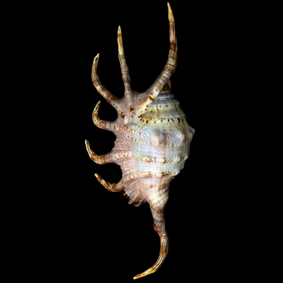 crocata 152,3mm