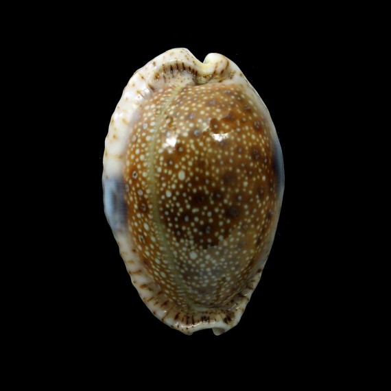 erosa similis 42,0mm