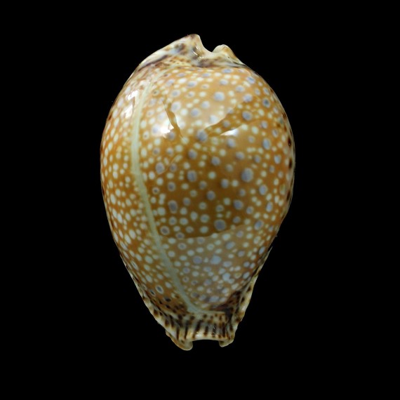 lamarcki 49,0mm