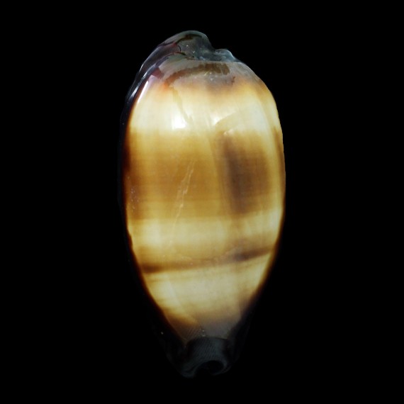 talpa 67,1mm