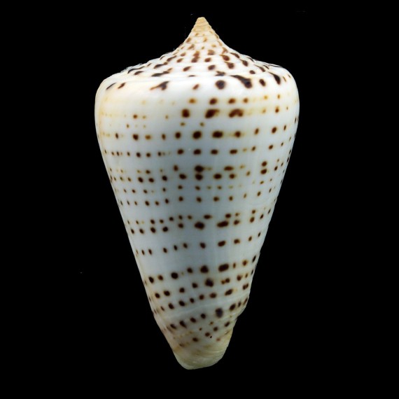 spurius atlanticus 60,0mm