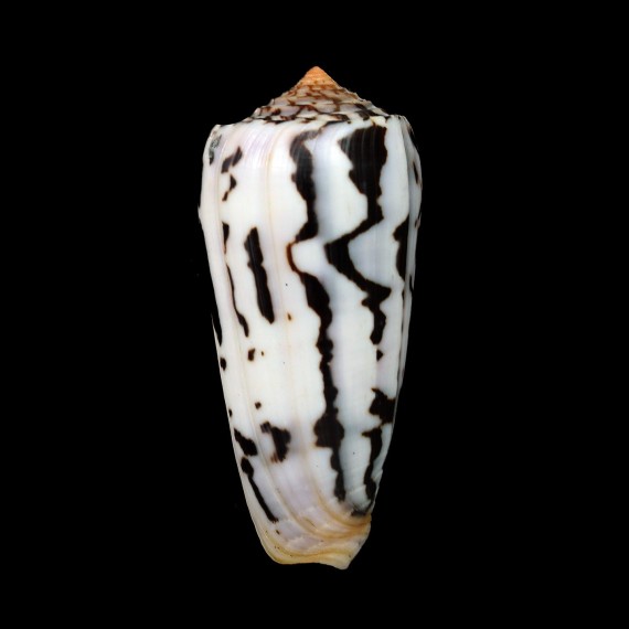 gubernator 90,6mm