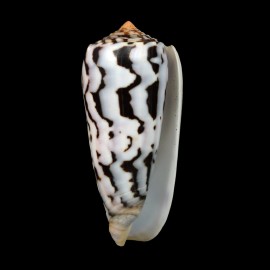 gubernator 90,6mm