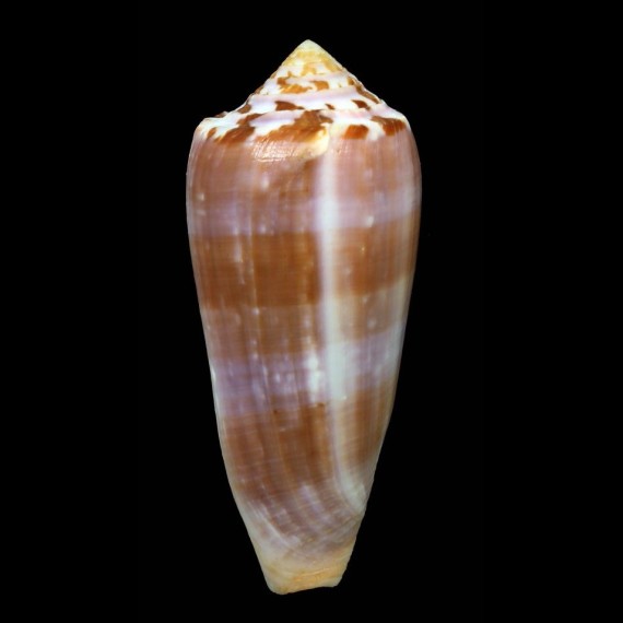 circumcisus brazieri 94,7mm GIANT